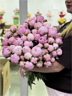 51 розовый пион Сара Бернар 6042