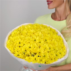 Букет Желтых кустовых хризантем Бакарди 15 шт 2541