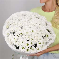 Букет Белых хризантем ромашка Бакарди 15 шт 2434_9CC74
