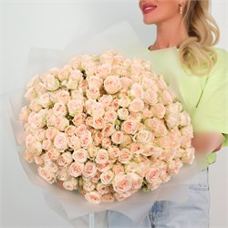 51 кремовая кустовая роза Софи 2548